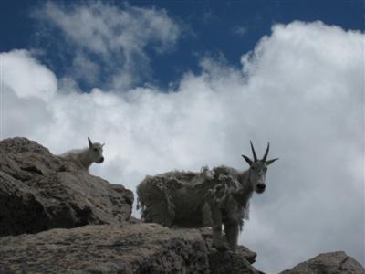 Mountain Goat met jong